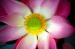 Close Up Of Water Lily Stock Photo