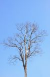 Dry Tree With Clear Blue Sky Background Stock Photo