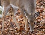 Beautiful Background With The Cute Deer Eating Something In The Forest Stock Photo