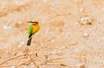 African Bee Eater At  Chobe River, Botswana Stock Photo