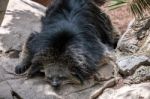 Binturong (arctictis Binturong) Asleep At The Bioparc In Fuengir Stock Photo