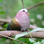 Female Emerald Dove Stock Photo