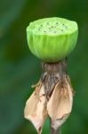 Lotus Pod Stock Photo