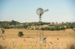 Cows And A Windmill In The Countryside Stock Photo