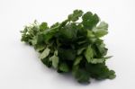 Coriander Stock Photo