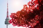 Seoul Tower And Red Autumn Maple Leaves At Namsan Mountain In South Korea Stock Photo