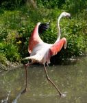 Flamingo In A Hurry Stock Photo