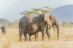 African Elephant In Serengeti National Park Stock Photo