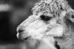 Alpaca In A Field. Black And White  Stock Photo