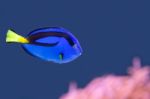 Palette Surgeonfish Swimming In Blue Water With Pink Anemone Stock Photo