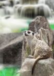 Meerkat Sit Stock Photo