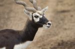 Blackbuck Deer Stock Photo