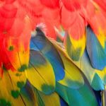 Scarlet Macaw Feathers Stock Photo