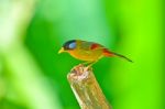 Golden Bird (silver-eared Mesia) Stock Photo