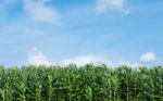 Corn Field Green Meadow Farm And Blue Sky Stock Photo