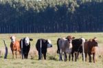 Cows Grazing In The Green Argentine Countryside Stock Photo