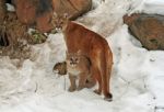 Mama & Baby Cougar Stock Photo