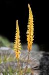 Aloe Vera Growing In Tenerife Stock Photo