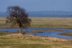 Elmley Marshes Stock Photo