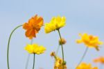 Cosmos Flower Set Stock Photo