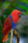 Eclectus Parrot Stock Photo