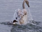 Isolated Picture Of A Trumpeter Swan Under Attack Of A  Crazy Duck Stock Photo