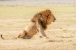 Lion  In Serengeti Stock Photo