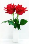 Red Rose Isolated On White Background Stock Photo