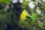 Yellow Flower Stock Photo