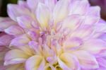 Dahlia Hybrid Flower Stock Photo