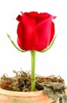 Red Rose Over Dying Plant On Pot Stock Photo