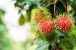 Red Rambutan With Sun Shines Stock Photo