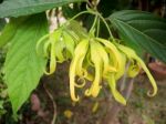 Ylang-ylang Flowers Stock Photo