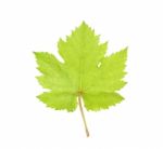 Grape Leaf Isolated On The White Background Stock Photo