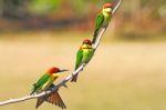 Chestnut-headed Bee-eater Stock Photo