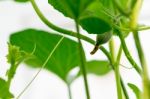 Close Up Baby Melon With Melon Flower, Popular Stock Photo