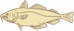 Atlantic Cod Fish Drawing Stock Photo