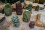 Colorful Of Cactus Stock Photo