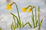 Daffodil Blooming Through The Snow Stock Photo