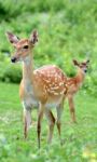 Sika Deer Stock Photo