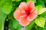 Hibiscus Stock Photo