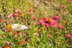 Colorful Zinnia Flower Stock Photo