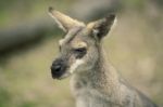 Wallaby Outside By Itself Stock Photo