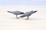 Lava Gulls (leucophaeus Fuliginosus), Isabela Island, Galapagos Stock Photo