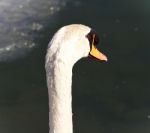 Beautiful Postcard With A Mute Swan In Water Stock Photo