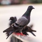 Pigeon Stock Photo