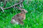 Wild Hare Sitting In A Green Grass Stock Photo