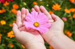 Colorful Cosmos Flower Blooming In The Field Stock Photo