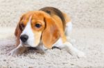 Beagle Dog Is Ready To Jump Stock Photo