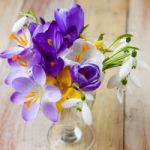 Bunch Of Spring Flowers. Crocus And Snowdrops On The Wooden Back Stock Photo